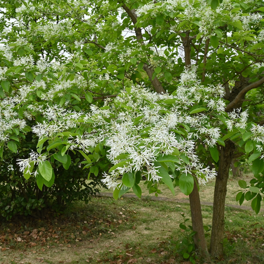 Chinese Fringe Tree Tree Seeds | (Chionanthus retusus)