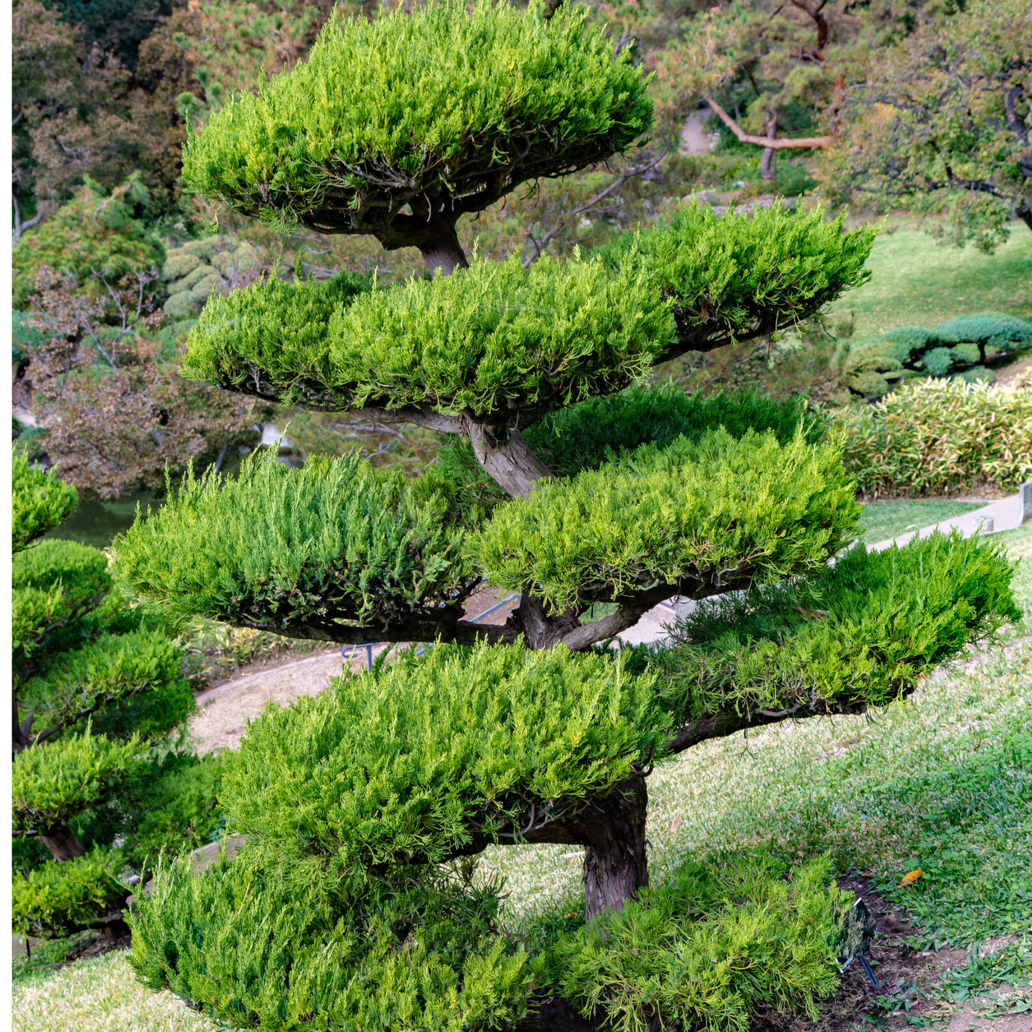 Chinese Juniper Tree Seeds | Asiatic Juniper | (Juniperus chinensis)