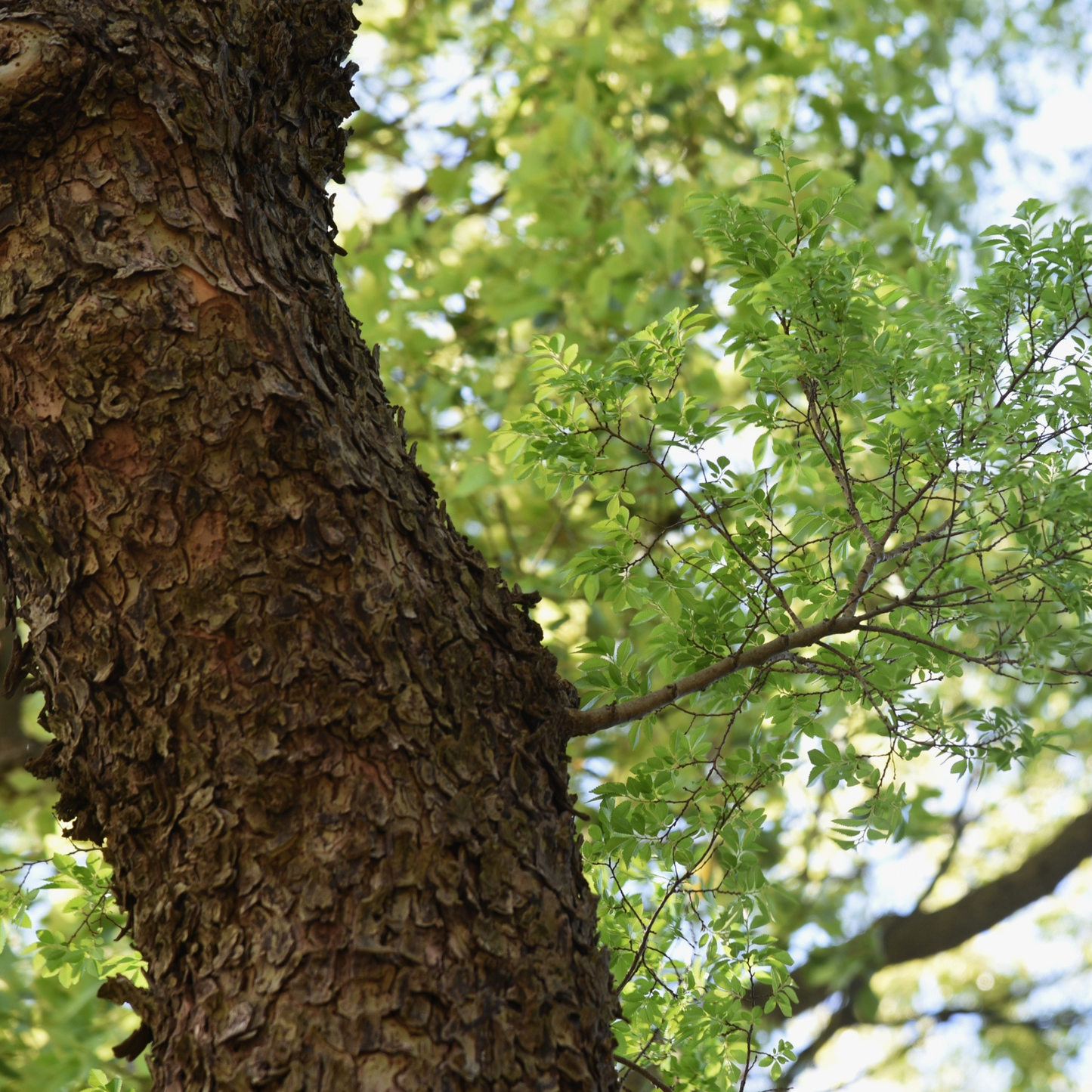 Chinese Elm Tree Seeds | Lacebark Elm | (Ulmus parvifolia)