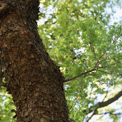Chinese Elm Tree Seeds | Lacebark Elm | (Ulmus parvifolia)