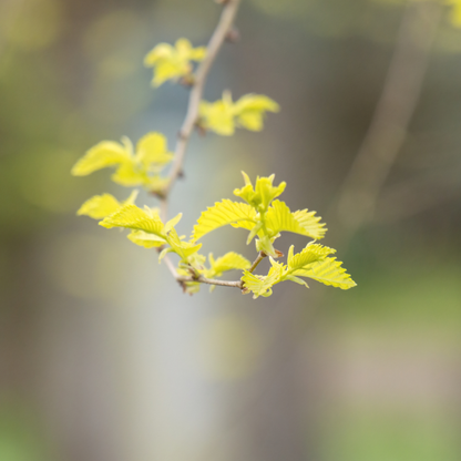 Chinese Elm Tree Seeds | Lacebark Elm | (Ulmus parvifolia)