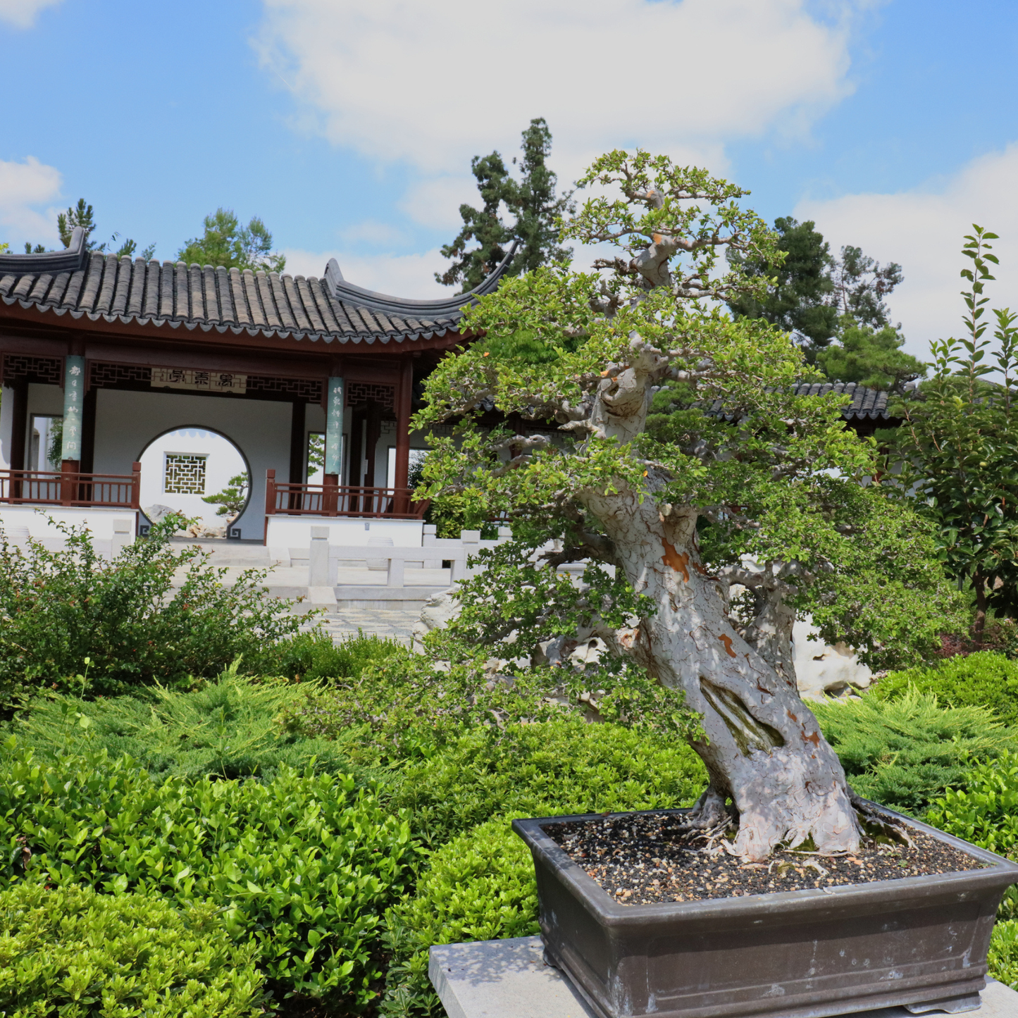 Chinese Elm Tree Seeds | Lacebark Elm | (Ulmus parvifolia)