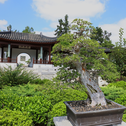 Chinese Elm Tree Seeds | Lacebark Elm | (Ulmus parvifolia)