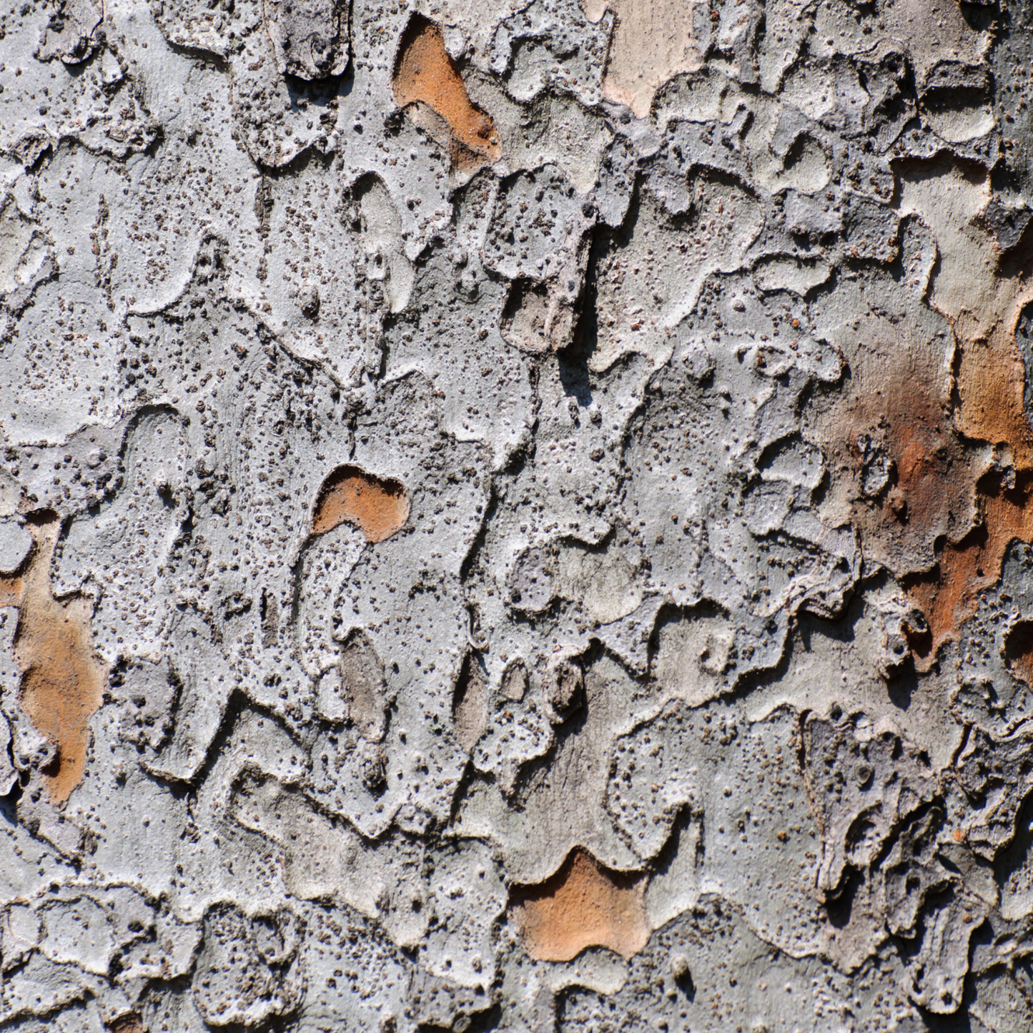 Chinese Elm Tree Seeds | Lacebark Elm | (Ulmus parvifolia)