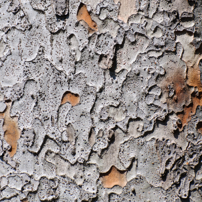 Chinese Elm Tree Seeds | Lacebark Elm | (Ulmus parvifolia)