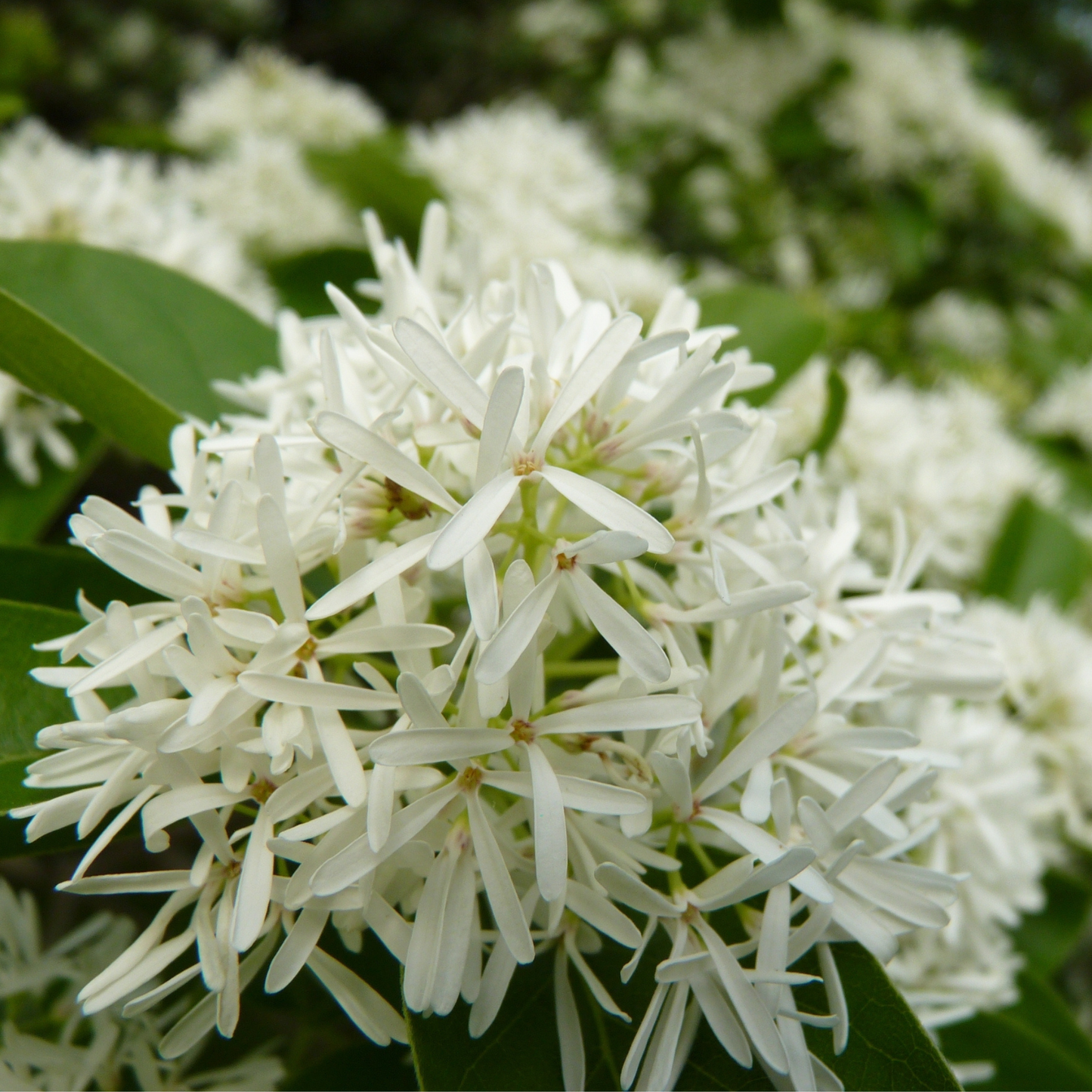 Chinese Fringe Tree Tree Seeds | (Chionanthus retusus)