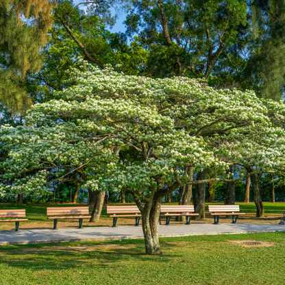 Chinese Fringe Tree Tree Seeds | (Chionanthus retusus)