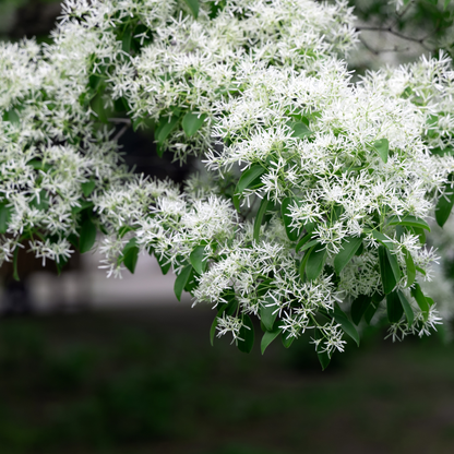 Chinese Fringe Tree Tree Seeds | (Chionanthus retusus)