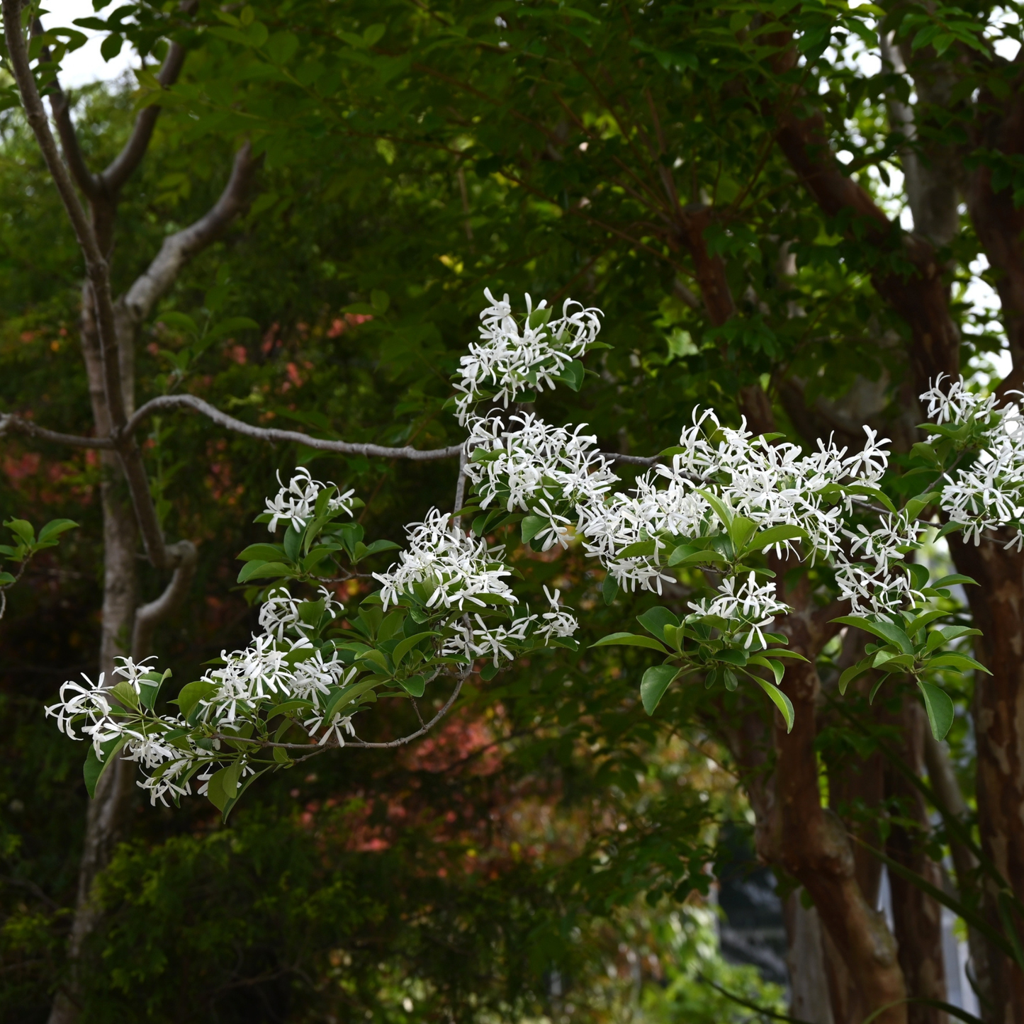 Chinese Fringe Tree Tree Seeds | (Chionanthus retusus)