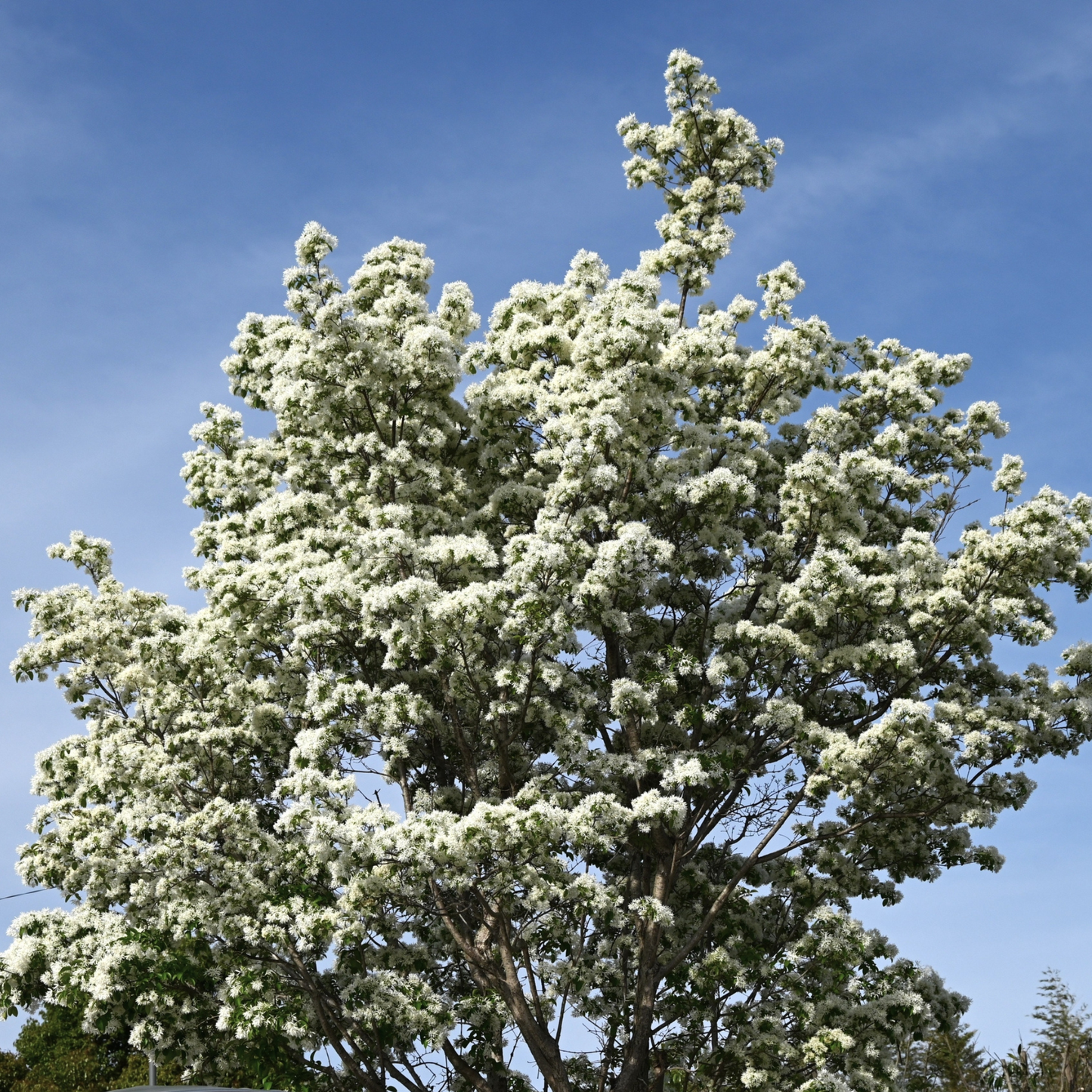 Chinese Fringe Tree Tree Seeds | (Chionanthus retusus)