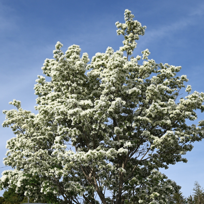 Chinese Fringe Tree Tree Seeds | (Chionanthus retusus)