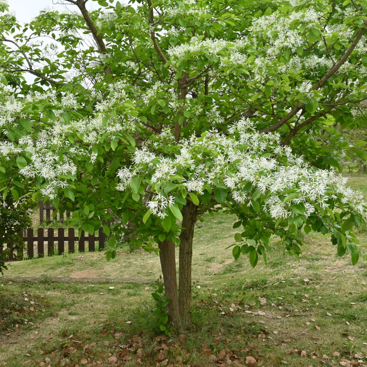 Chinese Fringe Tree Tree Seeds | (Chionanthus retusus)