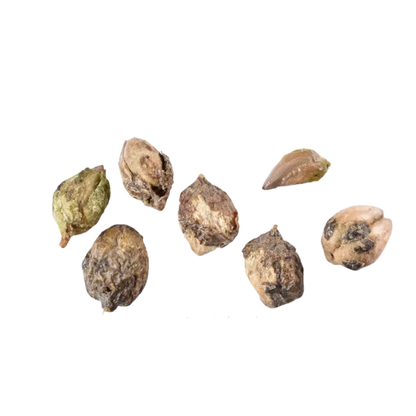 Chinese Juniper Tree Seeds | Asiatic Juniper | (Juniperus chinensis)