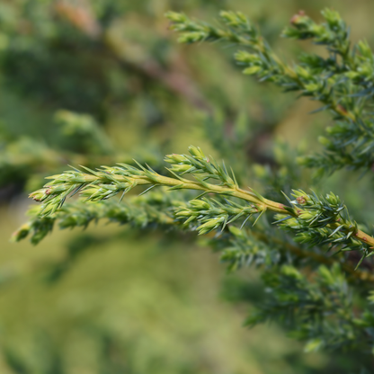 Chinese Juniper Tree Seeds | Asiatic Juniper | (Juniperus chinensis)