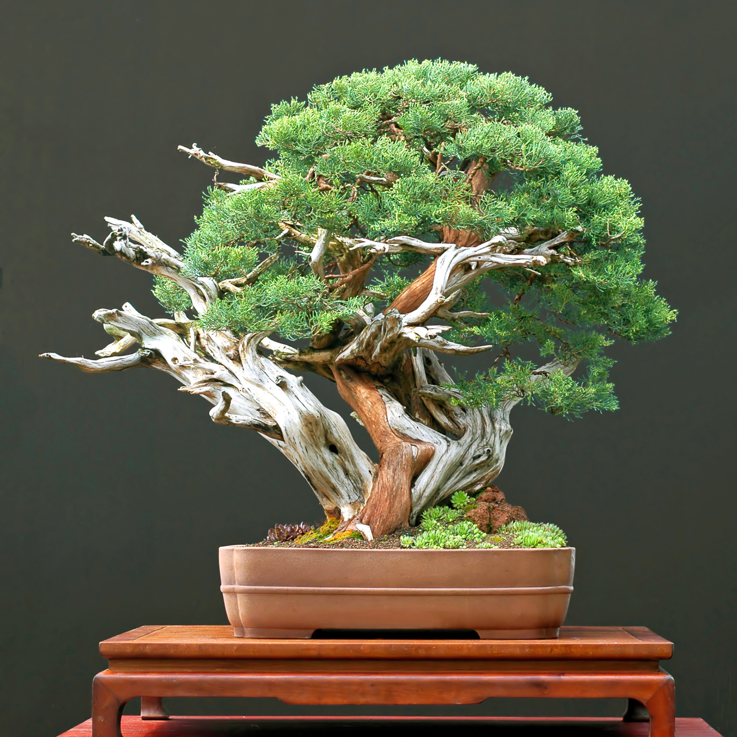 Chinese Juniper Tree Seeds | Asiatic Juniper | (Juniperus chinensis)