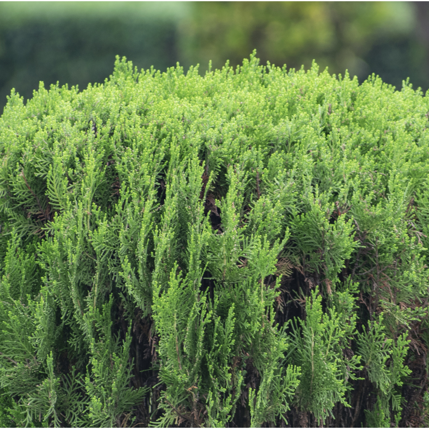 Chinese Juniper Tree Seeds | Asiatic Juniper | (Juniperus chinensis)