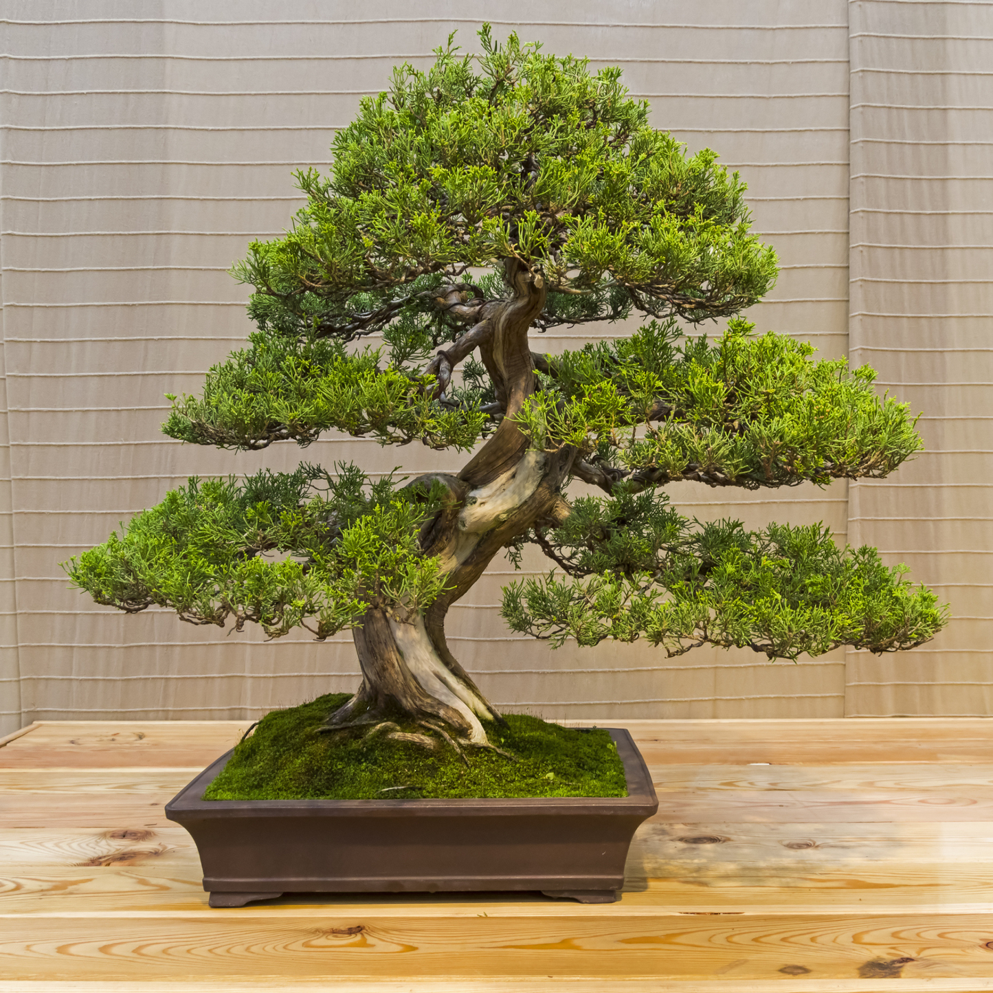 Chinese Juniper Tree Seeds | Asiatic Juniper | (Juniperus chinensis)