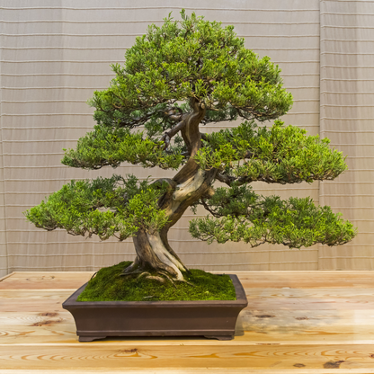 Chinese Juniper Tree Seeds | Asiatic Juniper | (Juniperus chinensis)