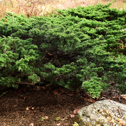 Chinese Juniper Tree Seeds | Asiatic Juniper | (Juniperus chinensis)