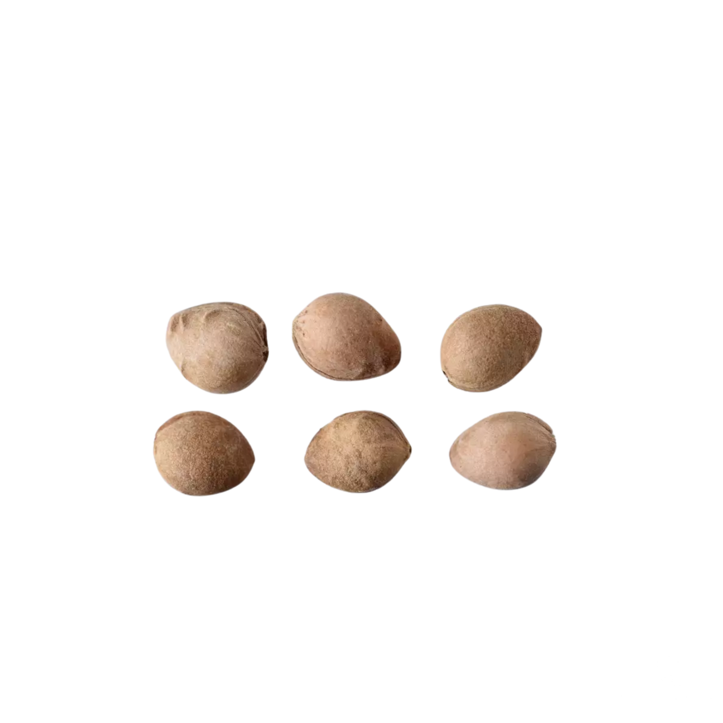 Choke Cherry Seeds | Common Chokecherry | (Prunus virginiana)