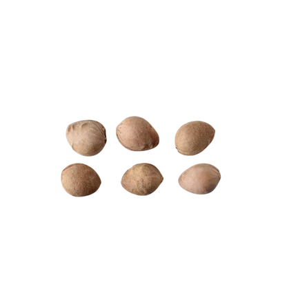 Choke Cherry Seeds | Common Chokecherry | (Prunus virginiana)