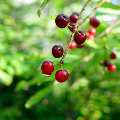 Choke Cherry Seeds | Common Chokecherry | (Prunus virginiana)