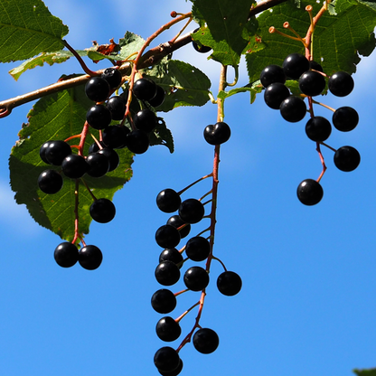 Choke Cherry Seeds | Common Chokecherry | (Prunus virginiana)