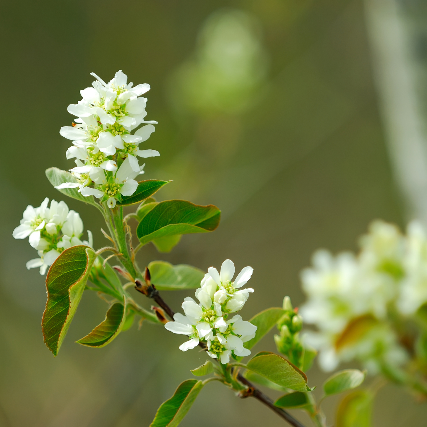 Choke Cherry Seeds | Common Chokecherry | (Prunus virginiana)