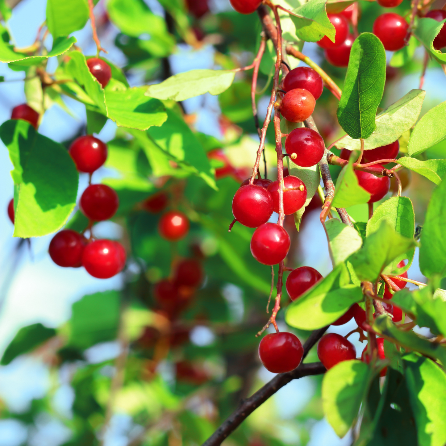 Choke Cherry Seeds | Common Chokecherry | (Prunus virginiana)
