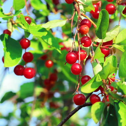 Choke Cherry Seeds | Common Chokecherry | (Prunus virginiana)