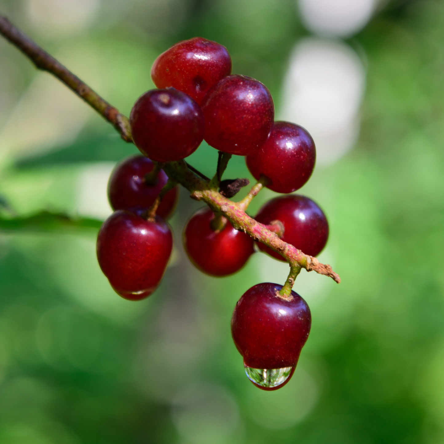 Choke Cherry Seeds | Common Chokecherry | (Prunus virginiana)