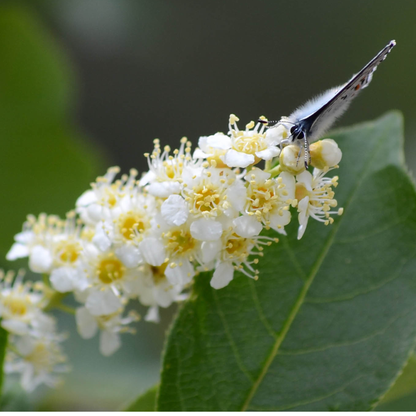 Choke Cherry Seeds | Common Chokecherry | (Prunus virginiana)