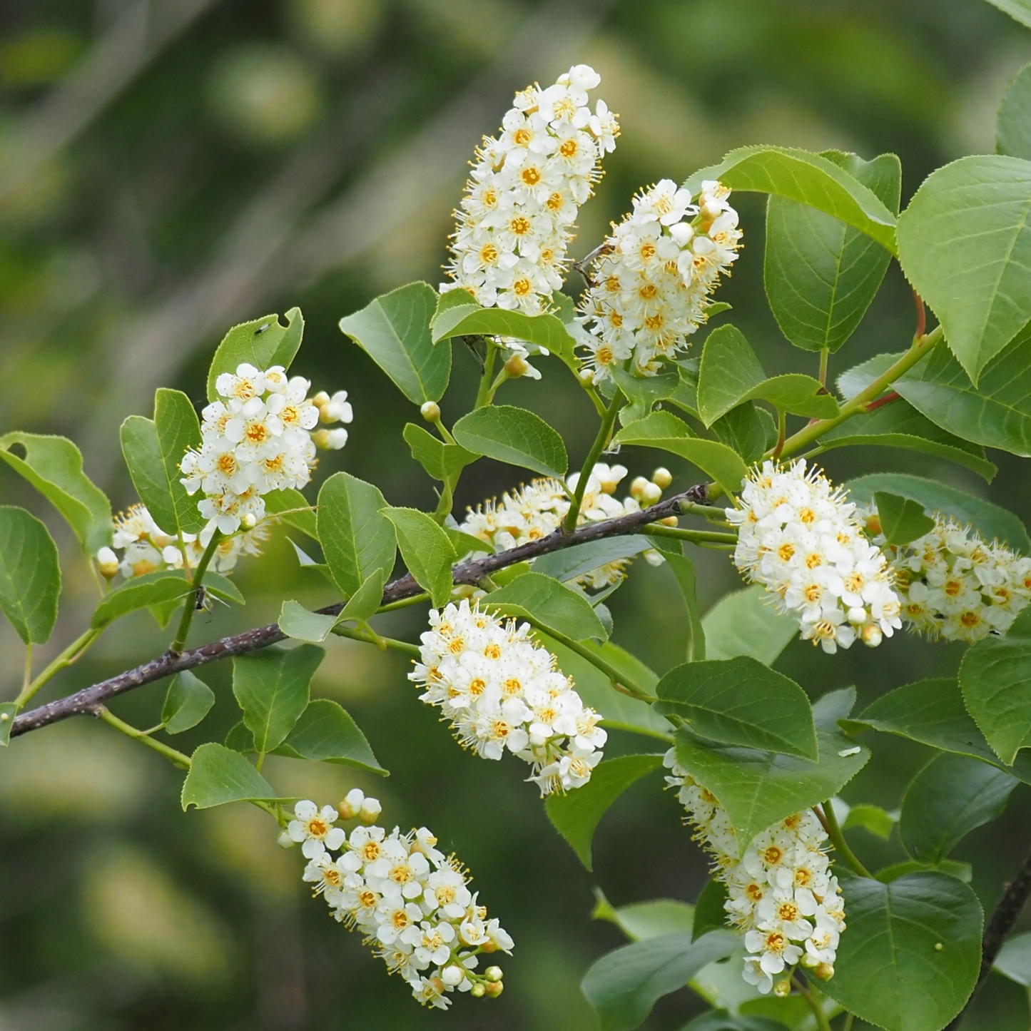 Choke Cherry Seeds | Common Chokecherry | (Prunus virginiana)