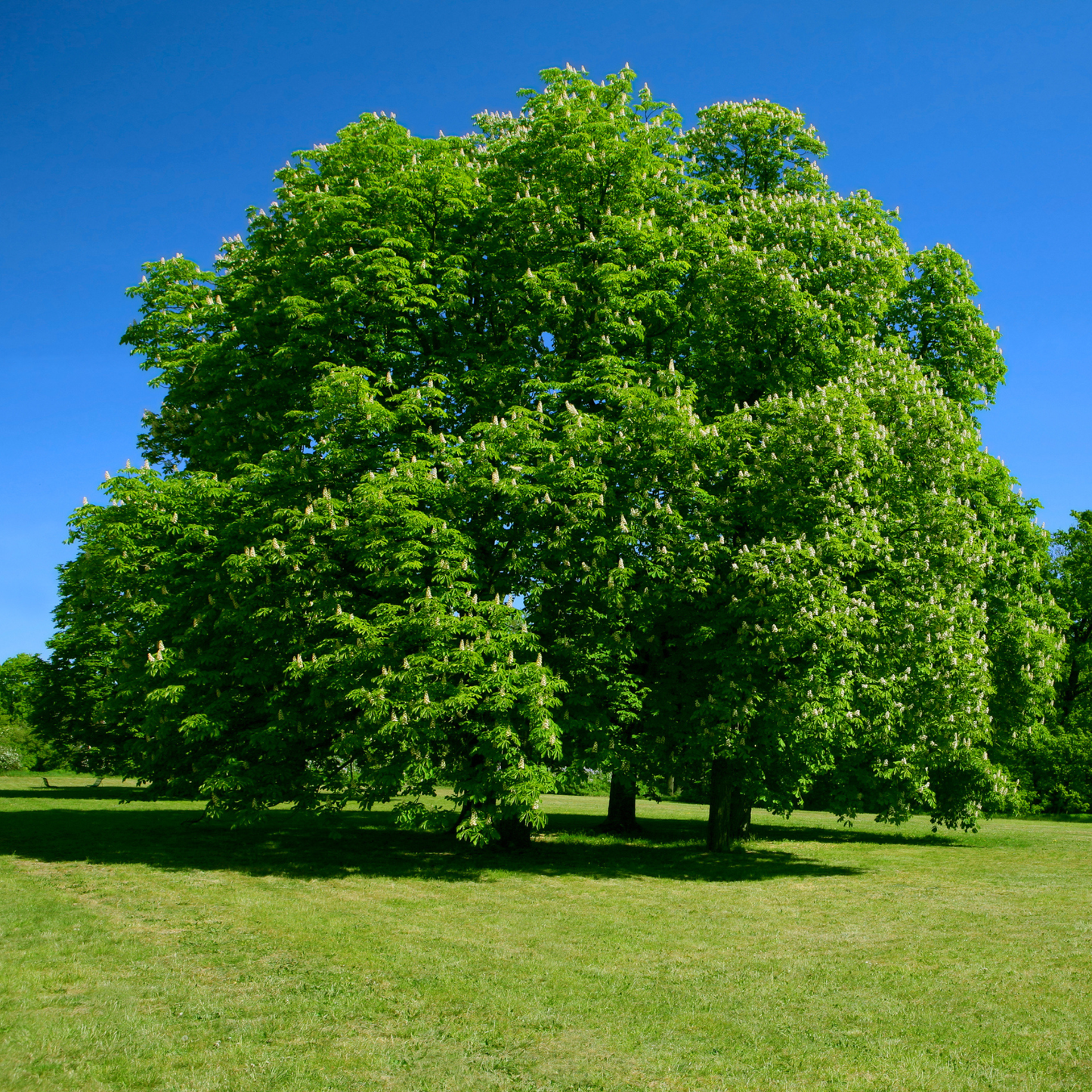 Colossal Chestnut Tree Seeds | Colossal Hybrid Chestnut | (Castanea species 'Colossal')