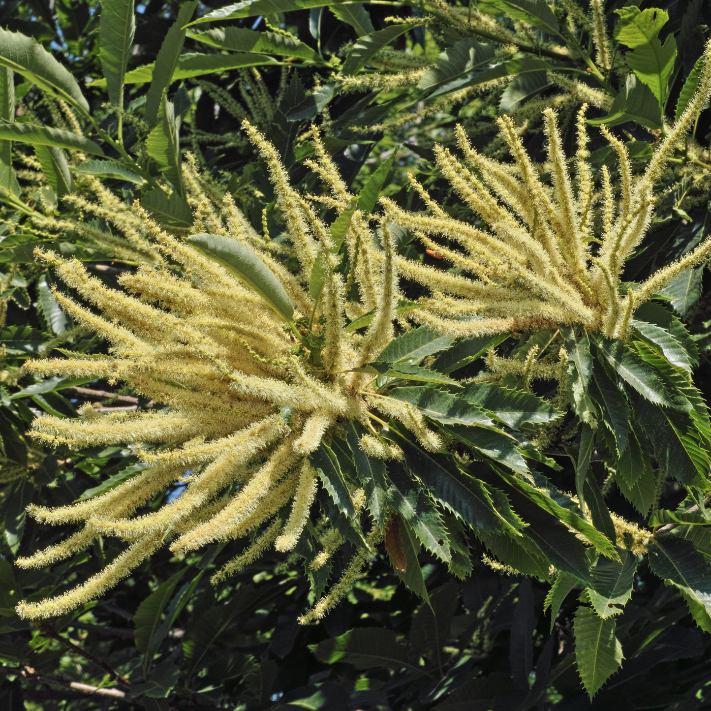 Colossal Chestnut Tree Seeds | Colossal Hybrid Chestnut | (Castanea species 'Colossal')