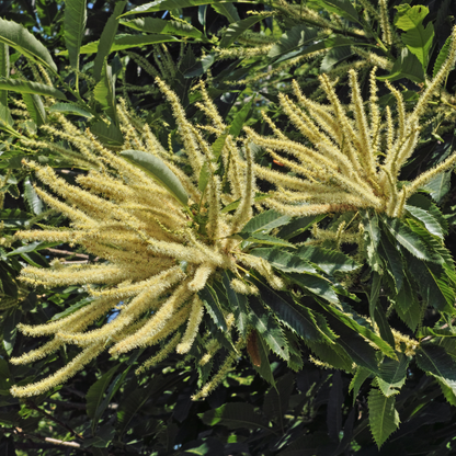 Colossal Chestnut Tree Seeds | Colossal Hybrid Chestnut | (Castanea species 'Colossal')