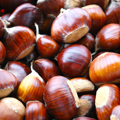 Colossal Chestnut Tree Seeds | Colossal Hybrid Chestnut | (Castanea species 'Colossal')