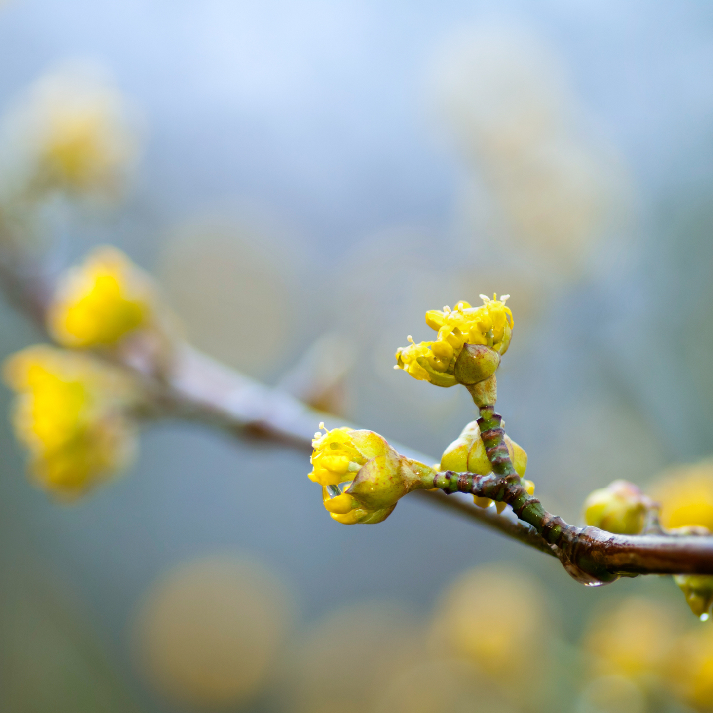 Cornelian Cherry Tree Seeds | Cornelian Cherry Dogwood | (Cornus mas)