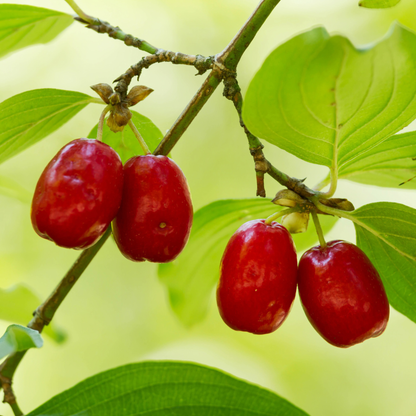 Cornelian Cherry Tree Seeds | Cornelian Cherry Dogwood | (Cornus mas)