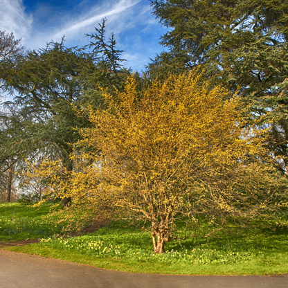 Cornelian Cherry Tree Seeds | Cornelian Cherry Dogwood | (Cornus mas)