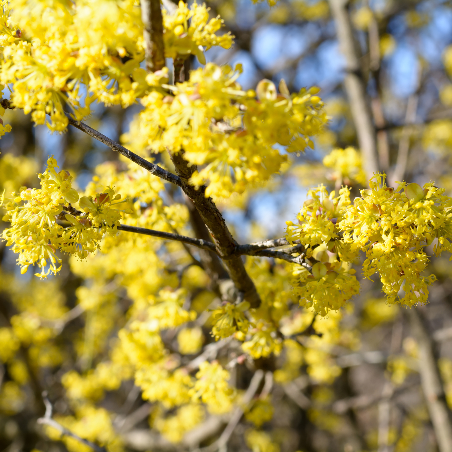 Cornelian Cherry Tree Seeds | Cornelian Cherry Dogwood | (Cornus mas)