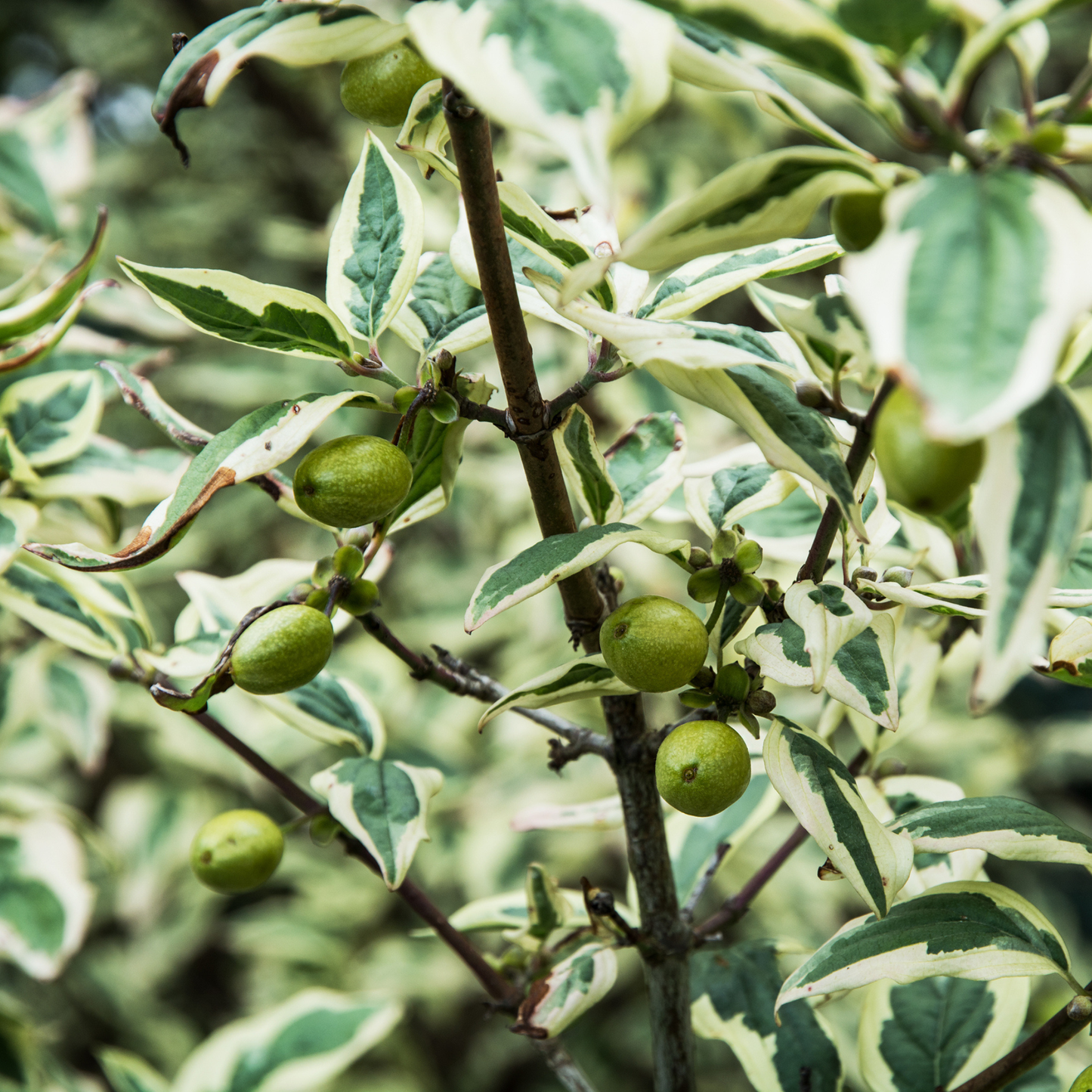 Cornelian Cherry Tree Seeds | Cornelian Cherry Dogwood | (Cornus mas)