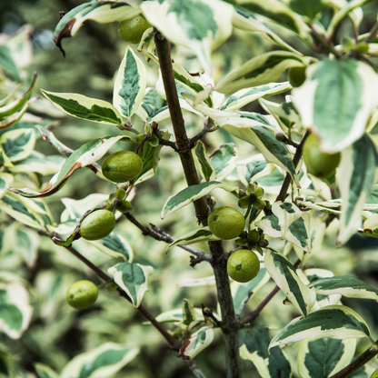 Cornelian Cherry Tree Seeds | Cornelian Cherry Dogwood | (Cornus mas)