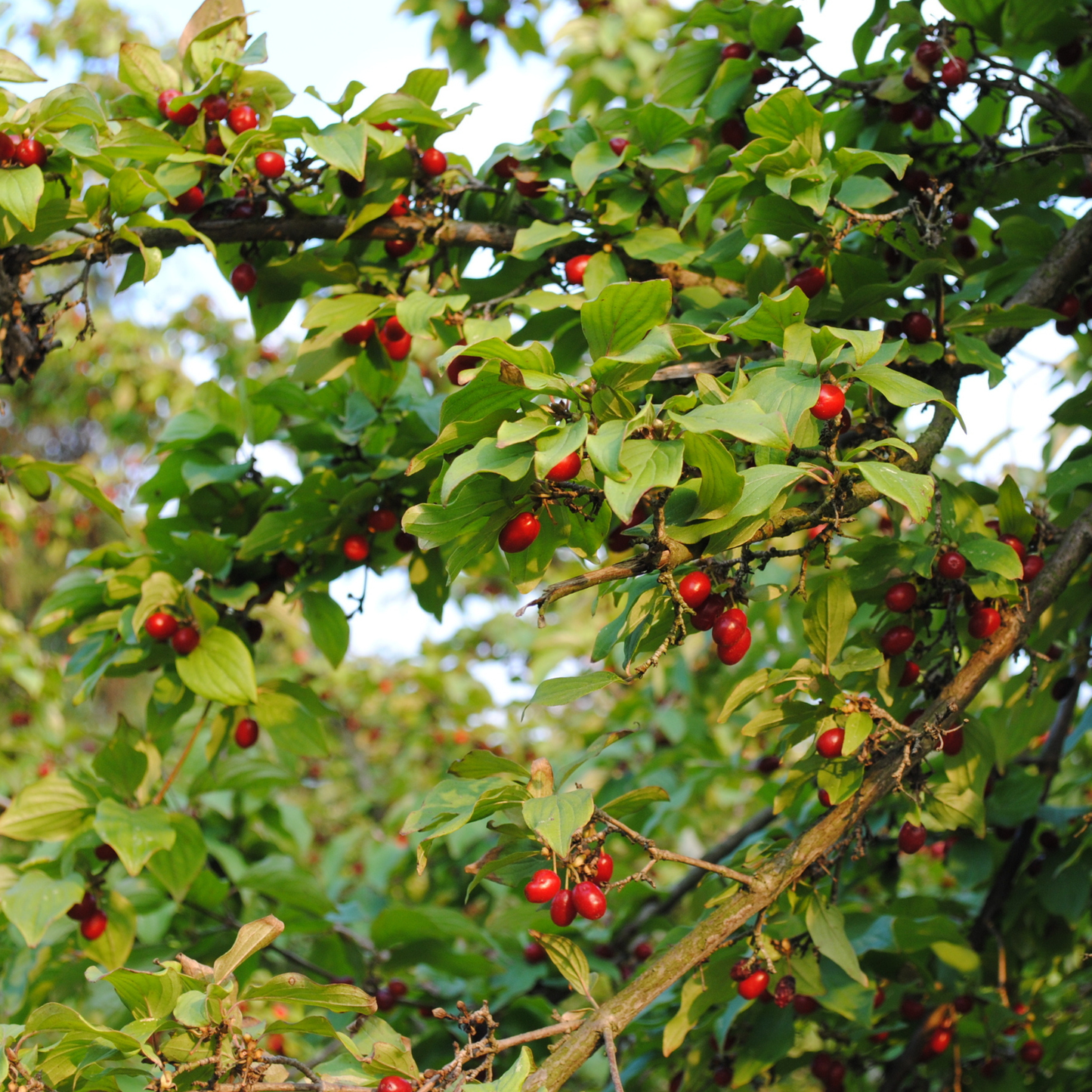 Cornelian Cherry Tree Seeds | Cornelian Cherry Dogwood | (Cornus mas)