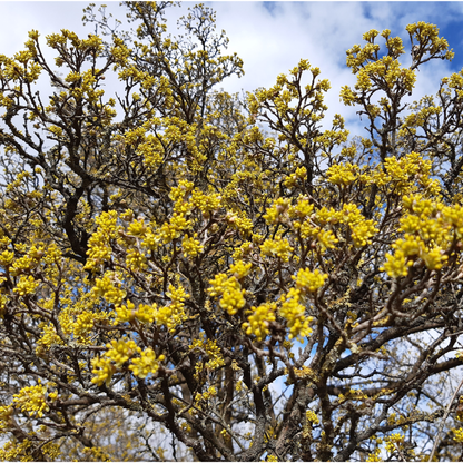 Cornelian Cherry Tree Seeds | Cornelian Cherry Dogwood | (Cornus mas)