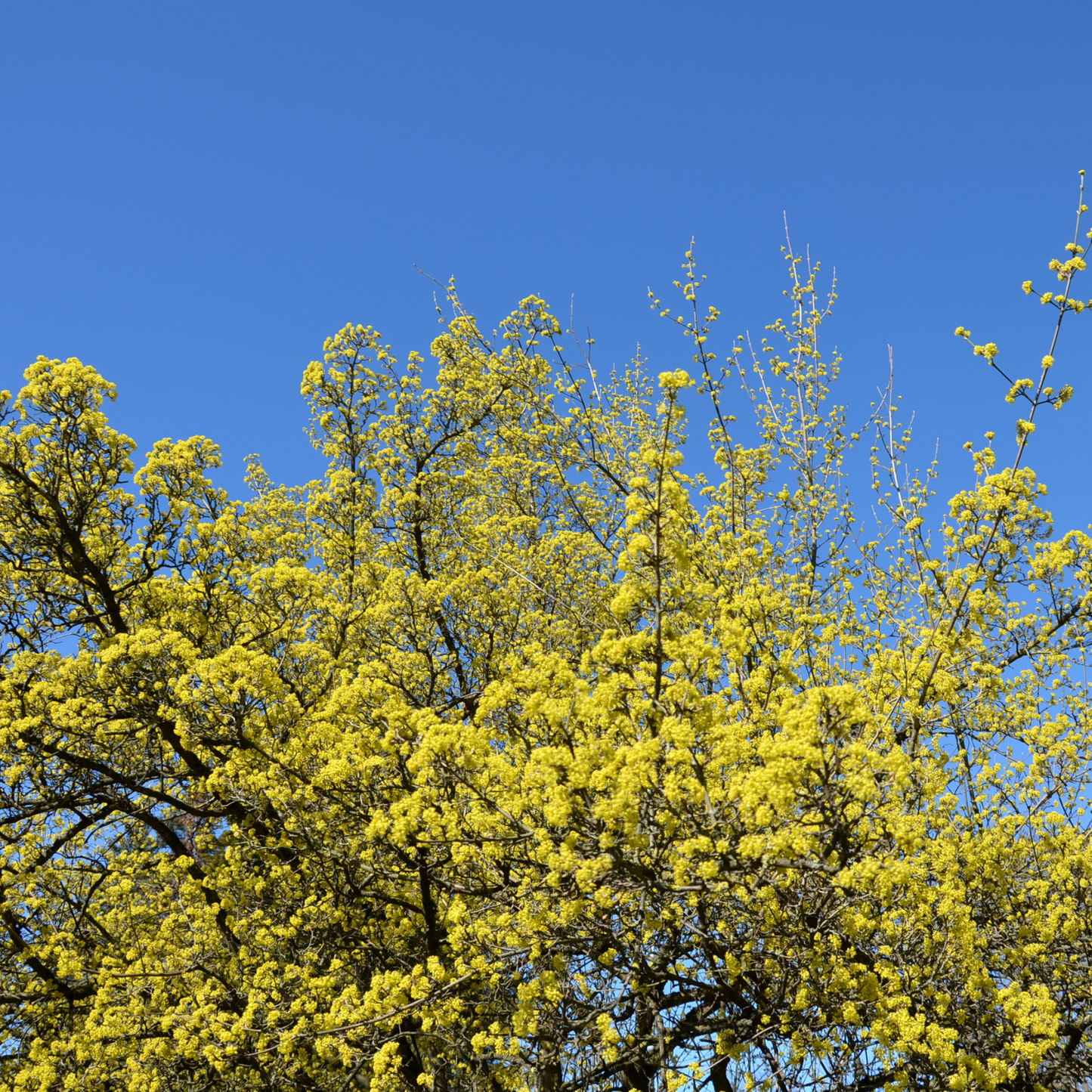 Cornelian Cherry Tree Seeds | Cornelian Cherry Dogwood | (Cornus mas)