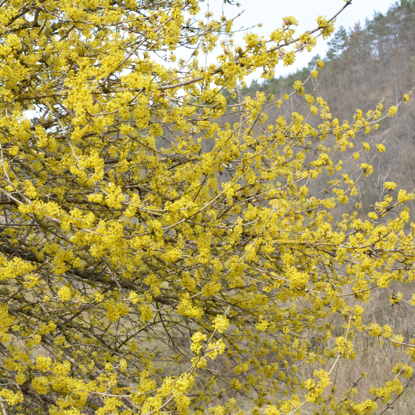 Cornelian Cherry Tree Seeds | Cornelian Cherry Dogwood | (Cornus mas)