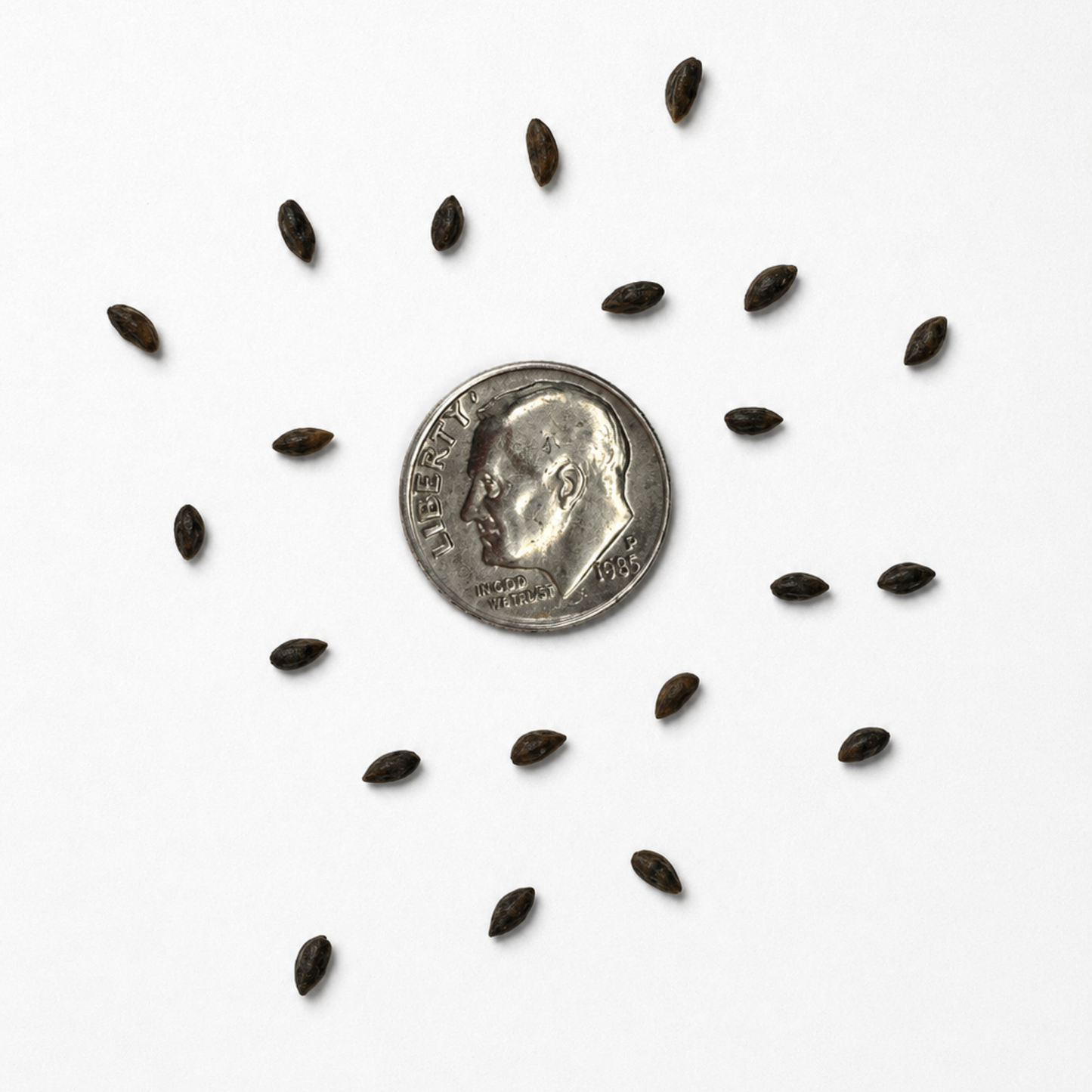 Colorado Blue Spruce Tree Seeds | (Picea pungens)