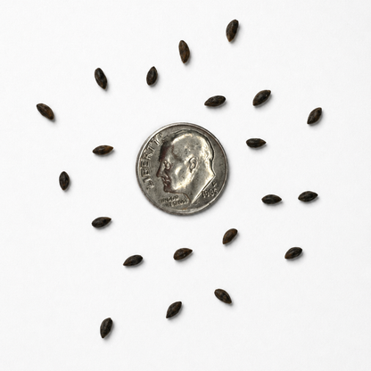 Colorado Blue Spruce Tree Seeds | (Picea pungens)
