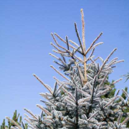 Colorado Blue Spruce-(Picea Pungens)